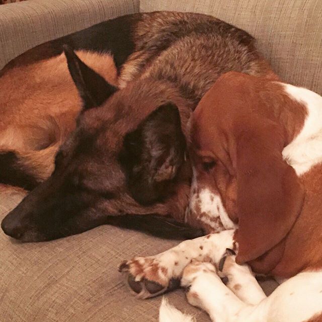 Un Berger Allemand et un autre chien