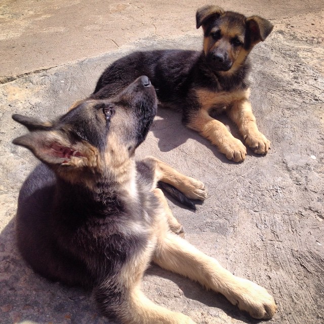 Deux jeunes Berger Allemand