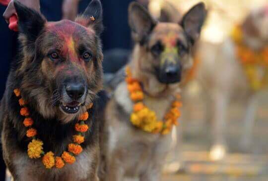 dog-nepal-7