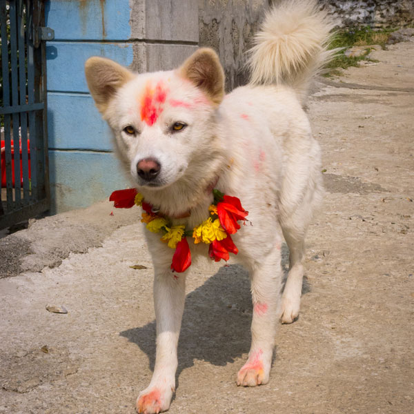dog-nepal4