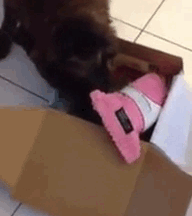 Linka-FBrachel-sampol