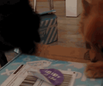 Voyou&Chipie-INSTA_julie_ali