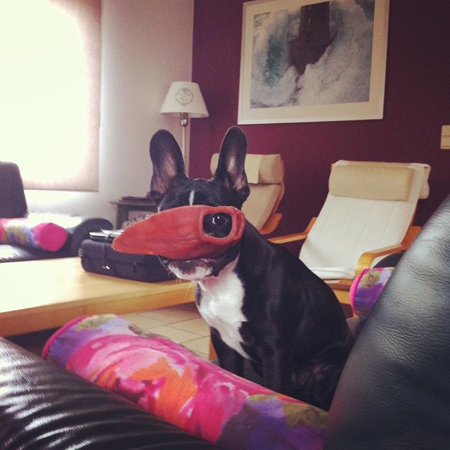 Bouli-INSTAnoemie_pepsandfresh-2