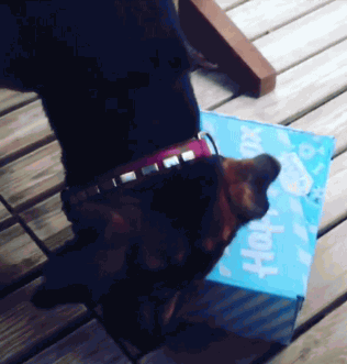 Max-INSTAbrokenwings2