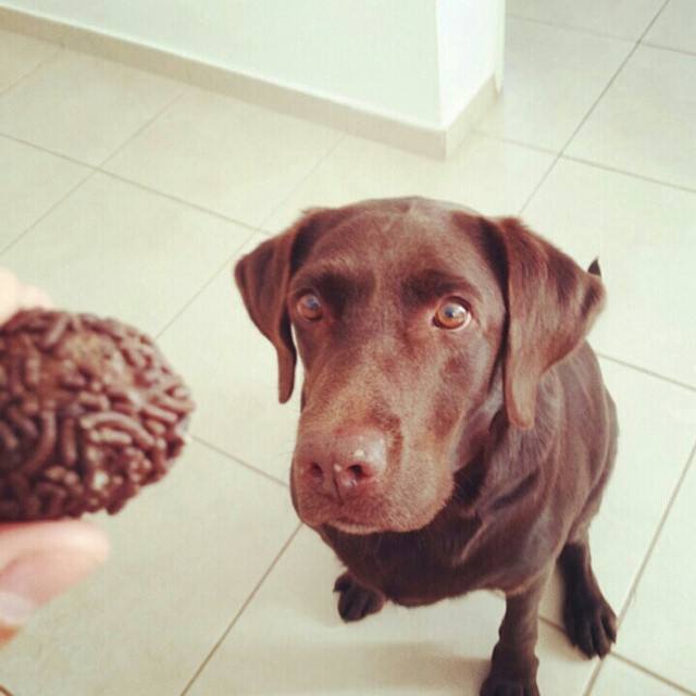 dog-chocolate-6