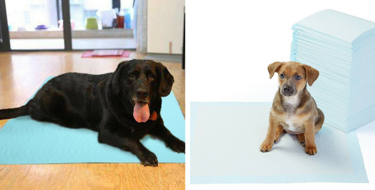 tapis de propreté chien