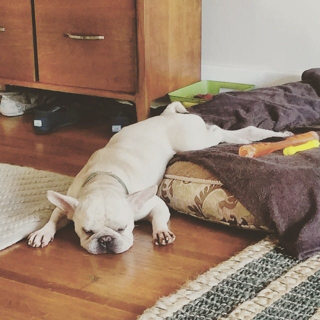 Un chien allongé, endormi ou malade