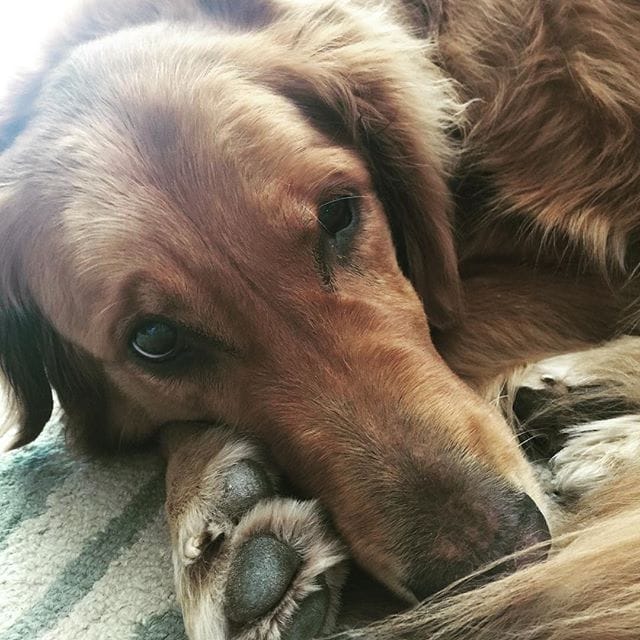 Un chien affaibli par une maladie