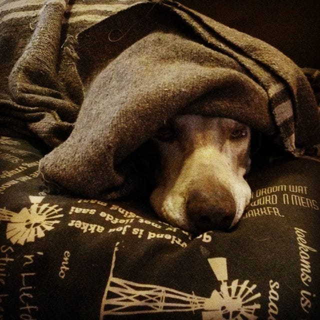 Un chien malade, avec de la fièvre