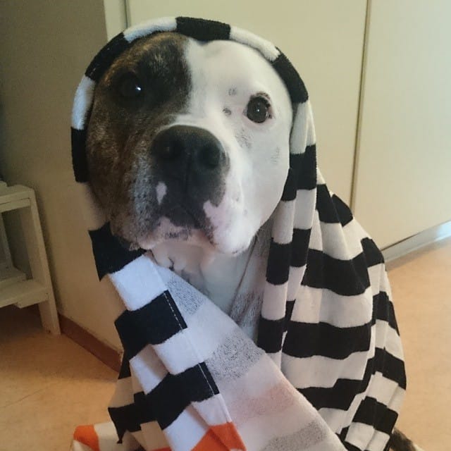 Un chien qui semble un peu malade