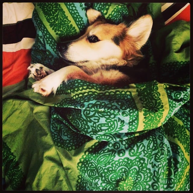 Un chien couché dans son panier