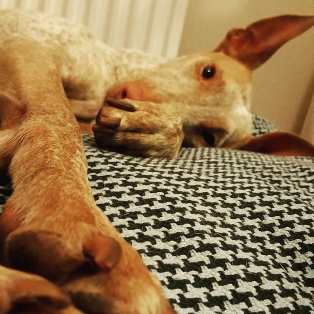 Chez le chiot, la maladie doit être particulièrement prise au sérieux