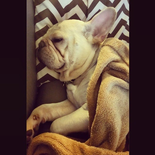 Un Bouledogue français faible et malade