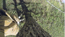 cat-claw-gif