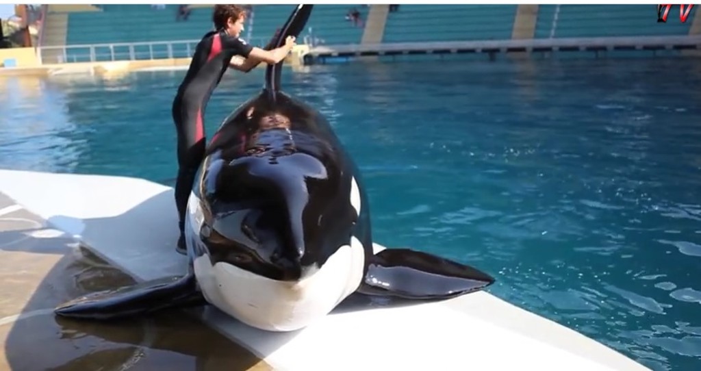 Mort-de-Valentin_max1024x768