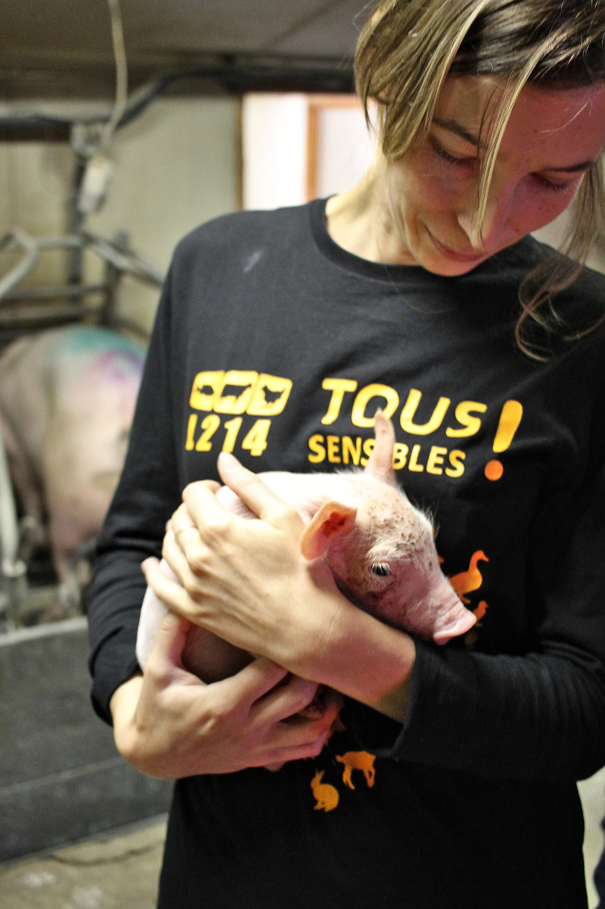 20150804-sauvetage-cochons-07