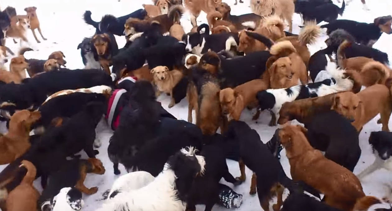 450-dogs-sanctuary-4