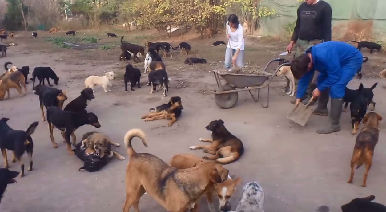 450-dogs-sanctuary-3