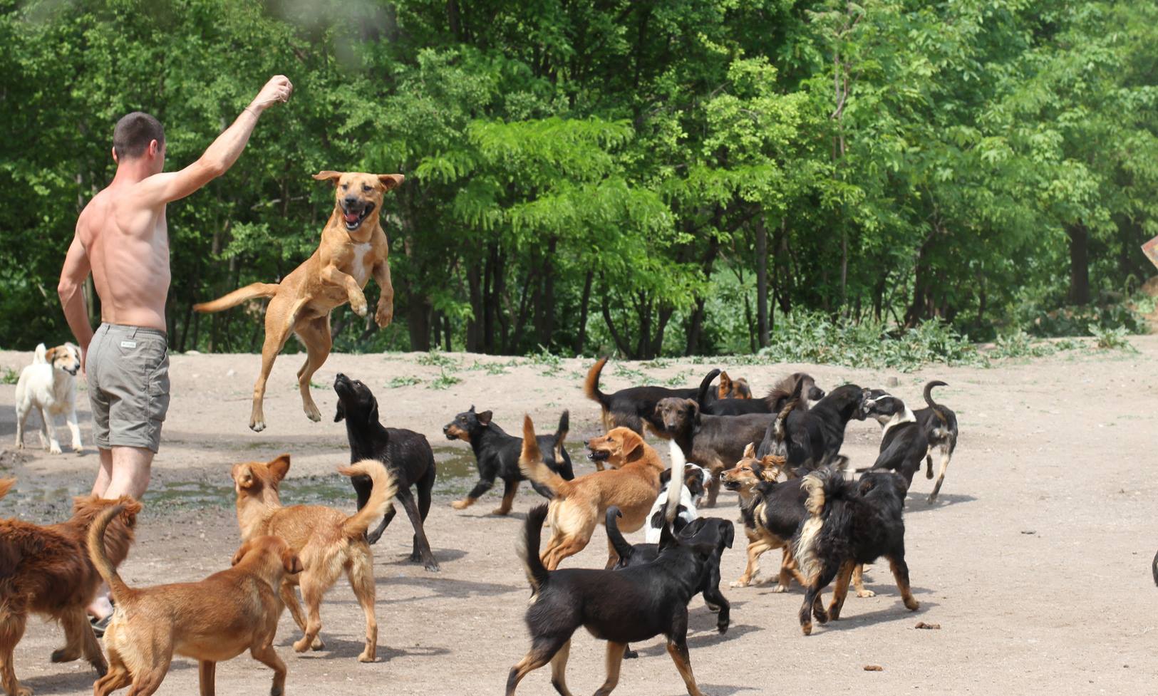 450-dogs-sanctuary-6