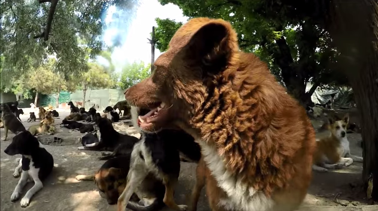 450-dogs-sanctuary-5