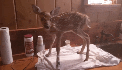 deer-rescue-5