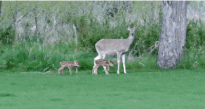 deer-rescue-1