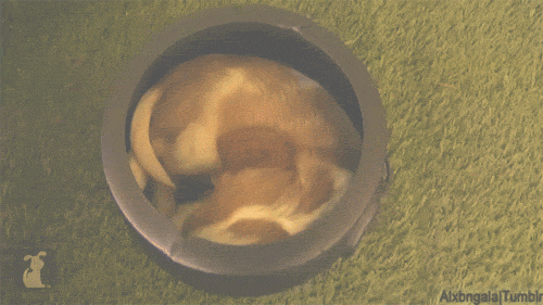 Cavalier King Charles