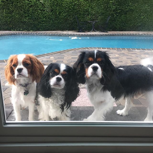 Cavalier King Charles