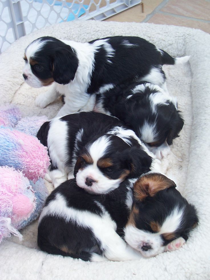 Cavalier King Charles