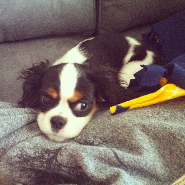 Cavalier King Charles