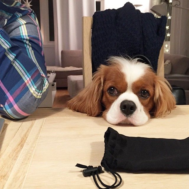 Cavalier King Charles