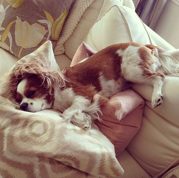 Cavalier King Charles