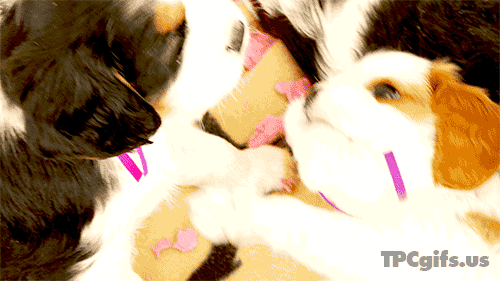 Cavalier King Charles