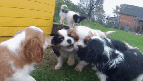 Cavalier King Charles