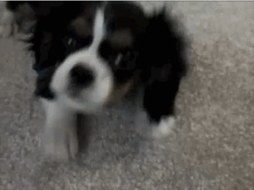 Cavalier King Charles