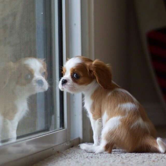 Cavalier King Charles