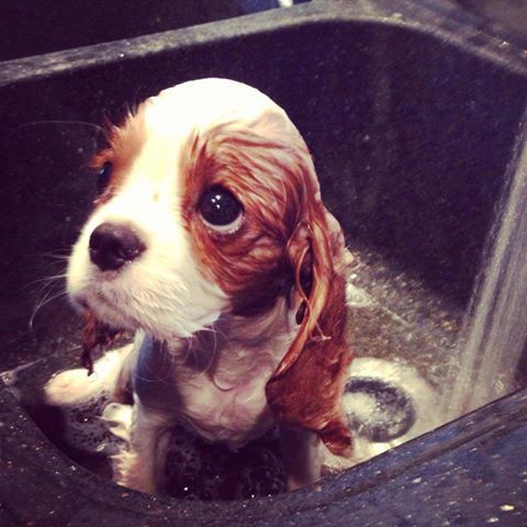 Cavalier King Charles