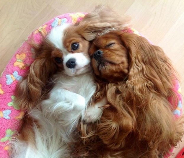 Cavalier King Charles