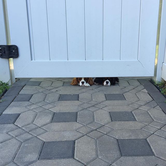 Cavalier King Charles