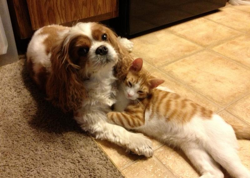 Cavalier King Charles