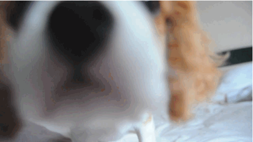 Cavalier King Charles