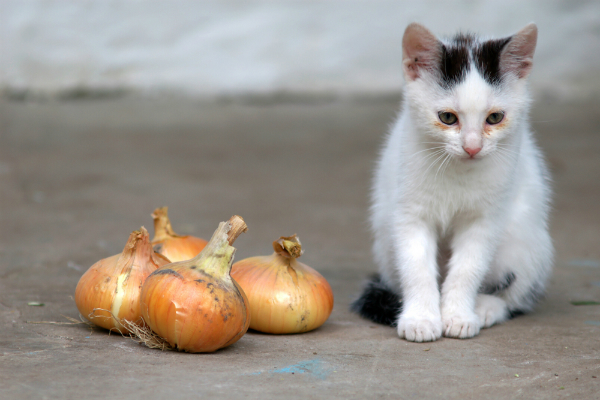 cat-onion