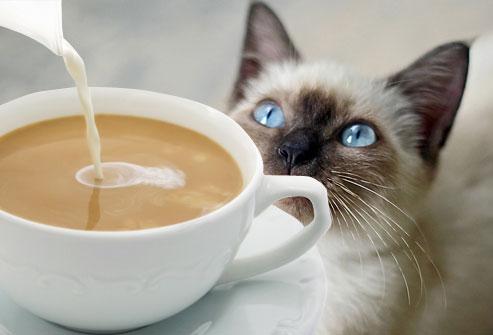 cat-coffee