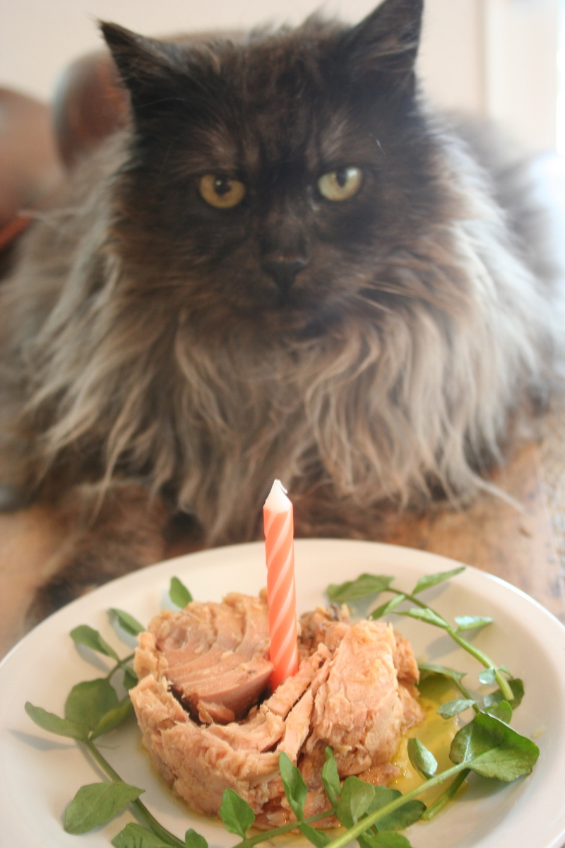 cat-tuna