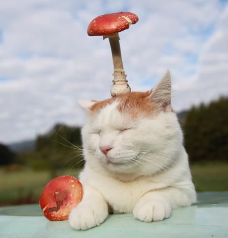 cat-mushroom