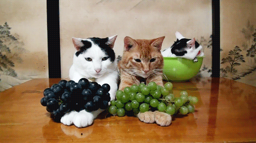 cat-grapes