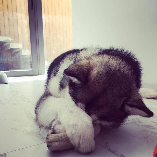 11910223_156004788076140_553426974_n