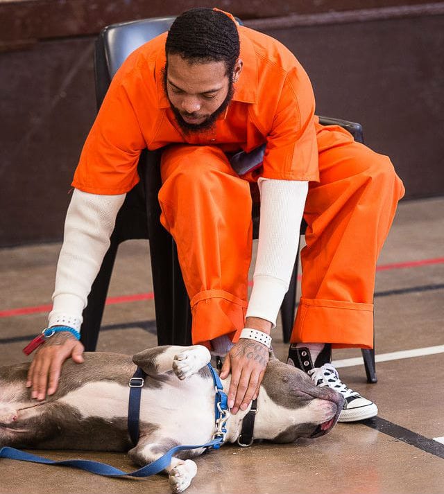 prison-dogs-10