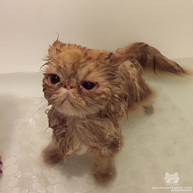 cat-bath