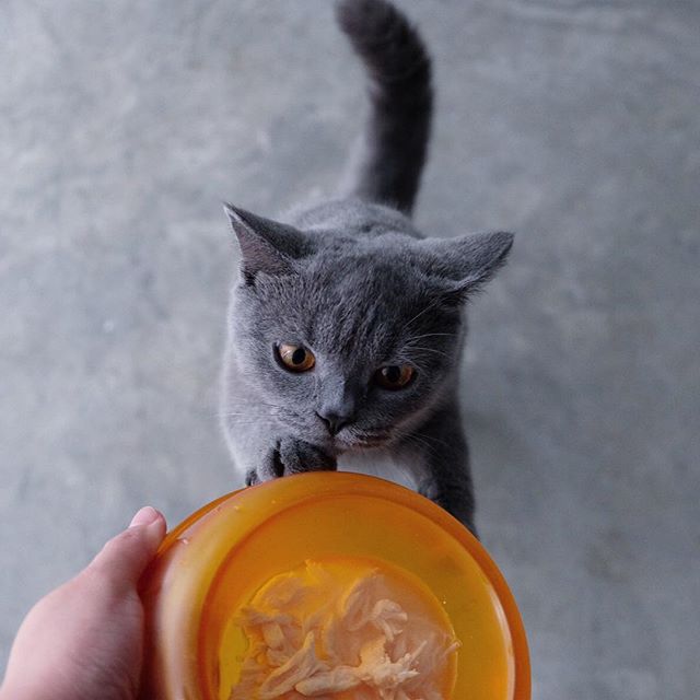 cat-food
